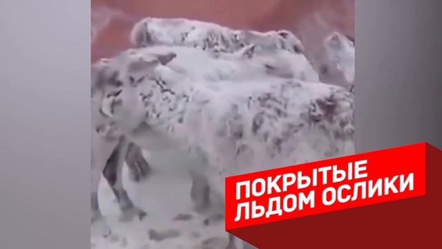 10 Животных, Замороженных Во Времени смотреть онлайн