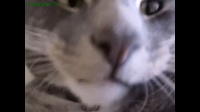 Самая дружелюбная корелла в мире смотреть онлайн