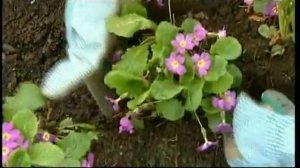 КАК ПЕРЕСАДИТЬ ПРИМУЛЫ?