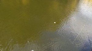 Jackall Mag Squad 128 SP - лучшие воблеры для щуки