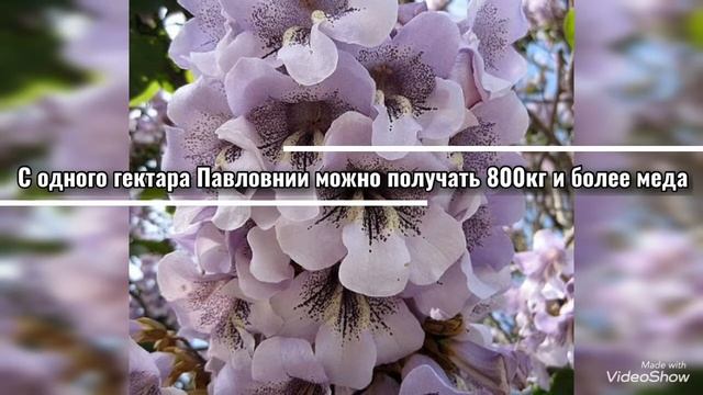 Павловния деловая древесина +998979133142 смотреть онлайн