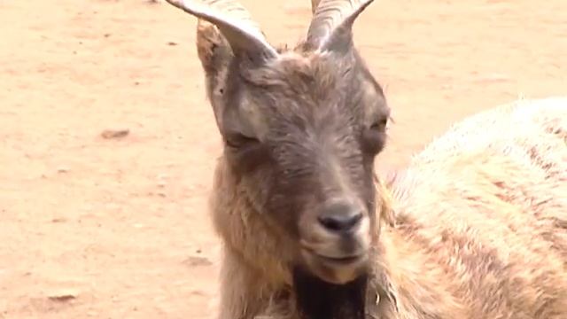 Рабочий день Зоолог 22.05.13 смотреть онлайн