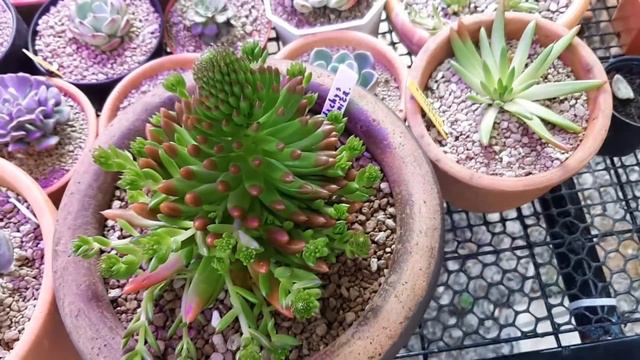 Orostachys japonica #succulent смотреть онлайн