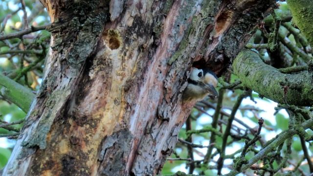 659. Strakapoud jižní, Syrian Woodpecker, Blutspecht, Сирийский дятел,Dzięcioł białoszyi смотреть онлайн