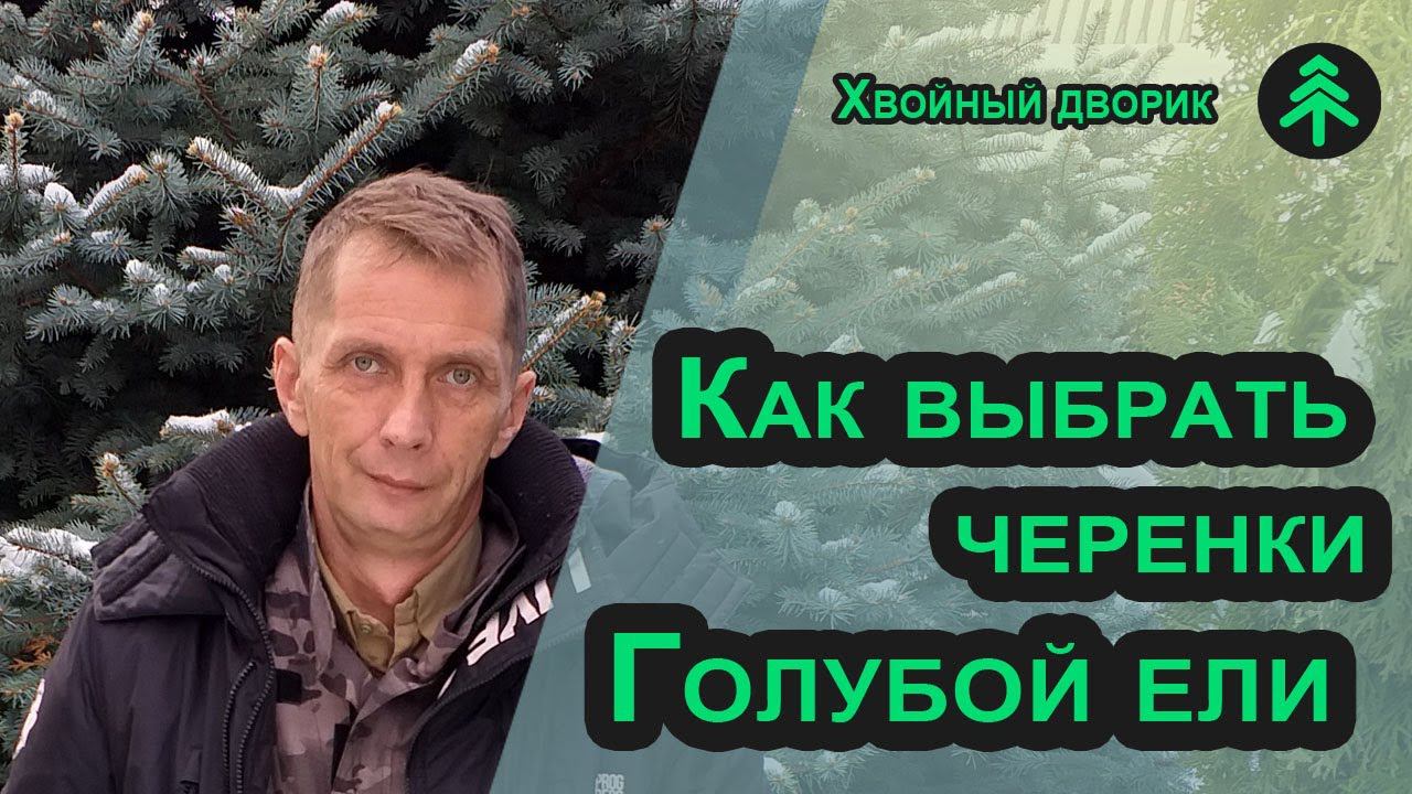 Черенкование голубой ели. Как выбрать веточки ели для черенка с маточного дерева? смотреть онлайн