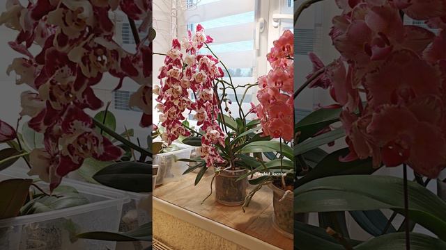 Мой новый стеллаж для орхидей! 🥰🌼 Что важно: расстояние между полками, свет, прочность! Все учла смотреть онлайн