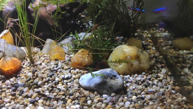 Hagen Fluval Edge (Хаген Флювал Эдж), месяц после запуска смотреть онлайн