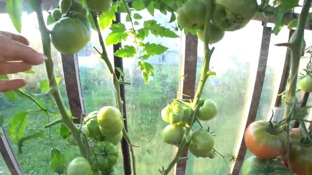 Лучшие Томаты для Теплицы. Сезон 2019 года. Общий Обзор. смотреть онлайн