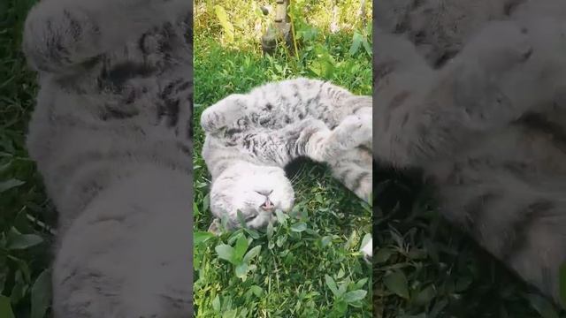 Барсик лентяй смотреть онлайн