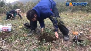 Лопаты в руки и поехали: новороссийцы встали на защиту краснокнижного можжевельника