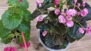 Бегония вечноцветущая махровая.