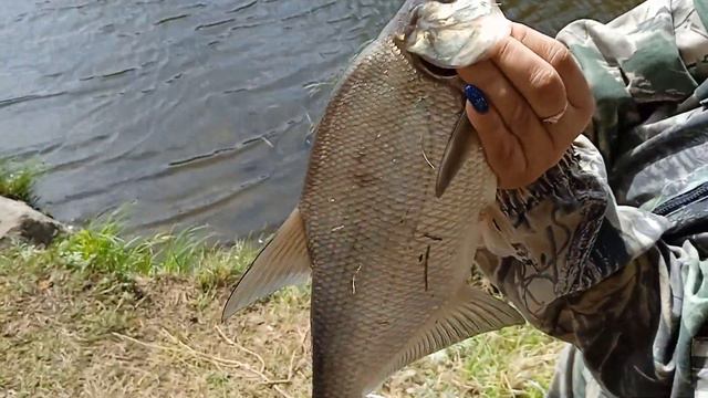 Лещи на реке Чауж, (Часть 2) смотреть онлайн