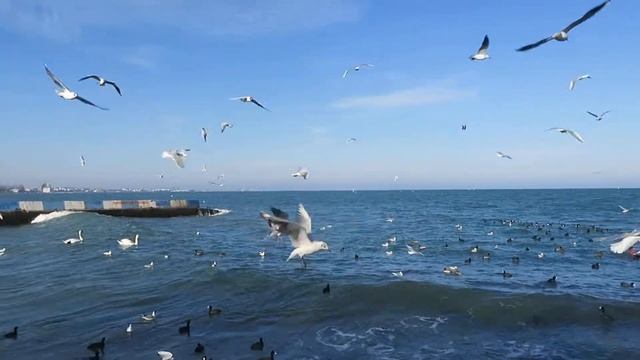 Феодосийцы кормят птиц на набережной Десантников смотреть онлайн