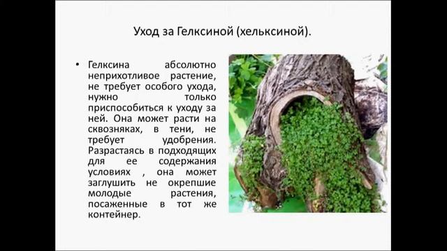 гелксина или солейролия смотреть онлайн