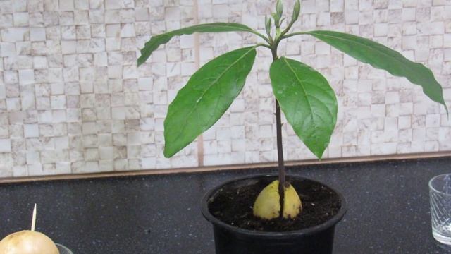 КАК ВЫРАСТИТЬ АВОКАДО ИЗ КОСТОЧКИ. ЛЕГКО И ПРОСТО. смотреть онлайн