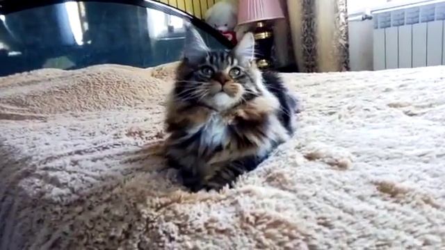 Черная мраморная с белым (n 22 09)