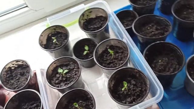 Павловния и Катальпа с семян смотреть онлайн