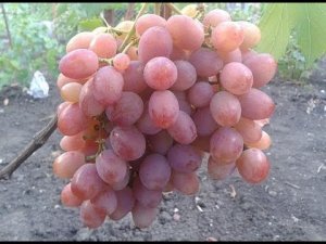Сорт Винограда Анюта