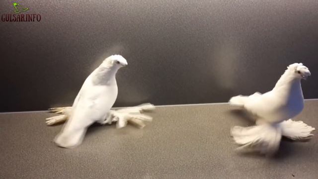 ПАРА БЕЛЫХ ДВУХЧУБЫХ ГОЛУБЕИ | Pigeons | Taube | Doves | Dove