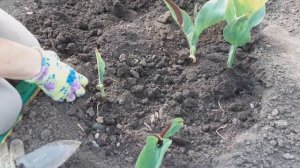 Посадка канн в открытый грунт