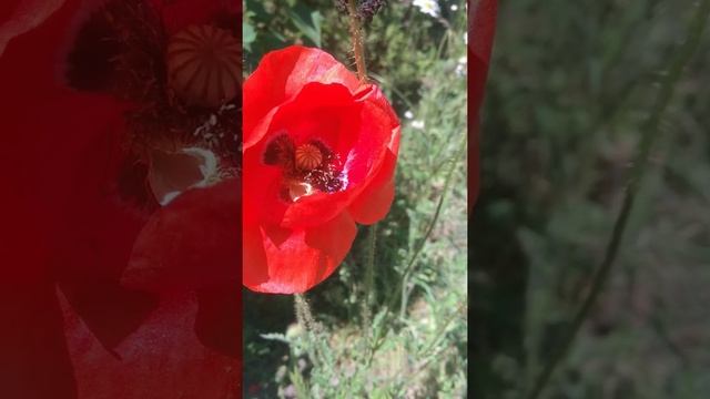 Удачное-дачное утро ? смотреть онлайн