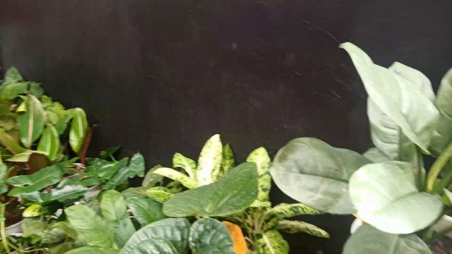 AGLONEMA MURAH GRATIS ONGKOS KIRIM SE-JAWA | 20-23JULI 2021 | MOZZA GARDEN | 085701056717 | PART 1 смотреть онлайн