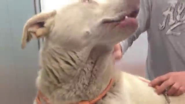 Snow: perro abandonado exhausto y herido смотреть онлайн