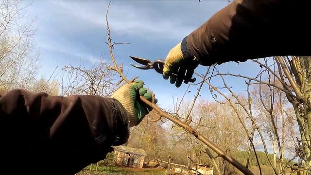 Обрезка запущенное ГРУШИ осенью смотреть онлайн