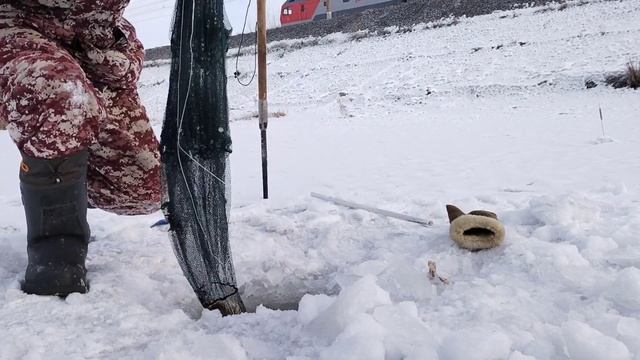 проверка раколовок,оказывается жабы зимуют там же где и раки) смотреть онлайн
