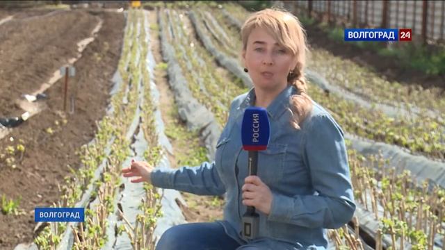 В Среднеахтубинском районе развивают виноградарство смотреть онлайн
