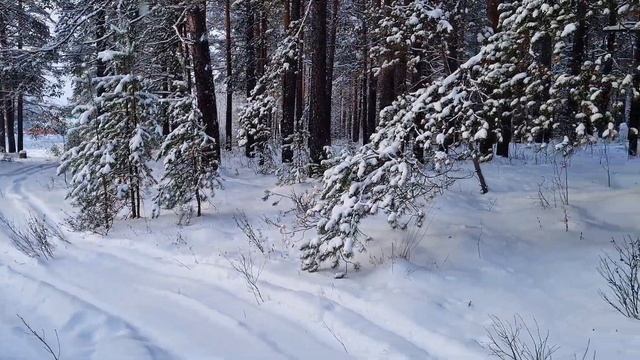 На летней резине в зимний лес. Далеко уедем? смотреть онлайн