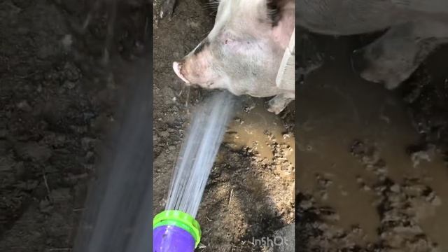 Сегодня обзор про свиней: кормление, уход, опорос, выход мяса с одной свиньи! смотреть онлайн