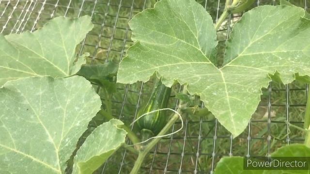 Опора для тыквы ?Как растёт тыква на сетке смотреть онлайн
