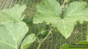 Опора для тыквы ?Как растёт тыква на сетке