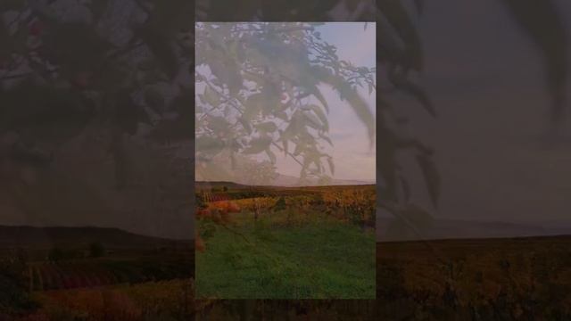 Для души. Осенние зарисовки.? Бинген на Рейне. смотреть онлайн