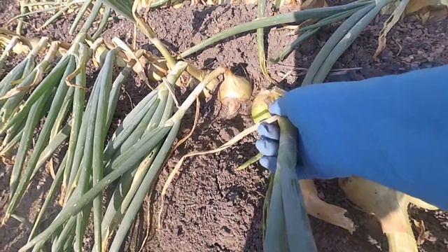 Когда убирать лук и как его сушить смотреть онлайн