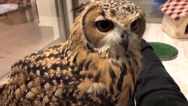 Эта СОВА думает что она домашний Кот! Только гляньте что она делает с человеком!