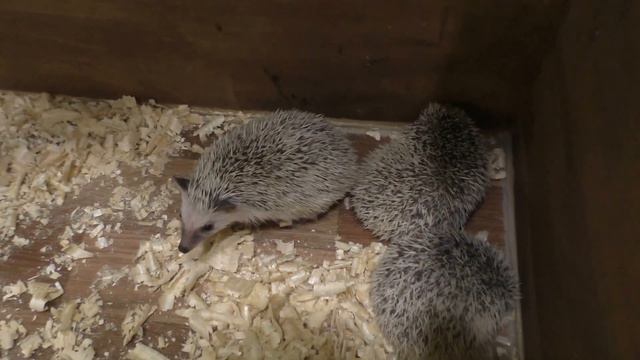 🌸Детское видео. Арина в контактном зоопарке кормим животных смотреть онлайн