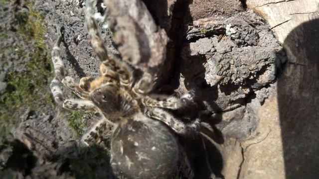 Южнорусский тарантул смотреть онлайн