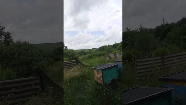 Нові екологічно чисті полоски . На натуральній основі . ПРофілактика від кліща смотреть онлайн