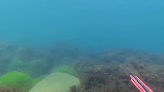 ПОДВОДНАЯ ОХОТА ЧЕРНОЕ МОРЕ ПОВИДАВШАЯ ФОРЕЛЬ смотреть онлайн