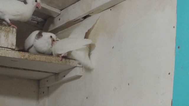 ижевские 2020 смотреть онлайн