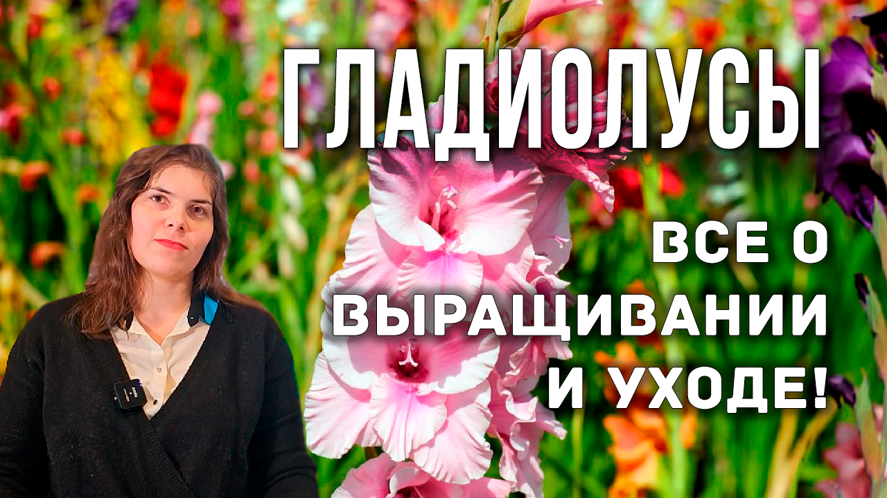 Новые сорта гладиолусов. Посадка и выращивание гладиолусов. Когда выкапывать гладиолусы. смотреть онлайн