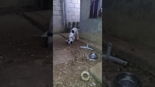 Pitbull 6 meses смотреть онлайн