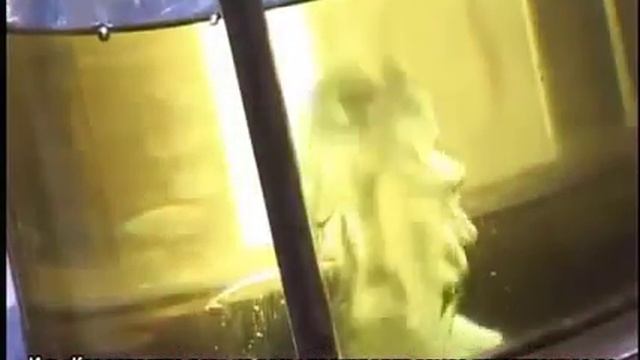 Rose damascena смотреть онлайн