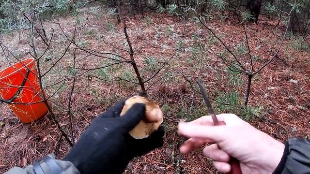 Рядовка серая и зелёная! Грибы в октябре2023! смотреть онлайн