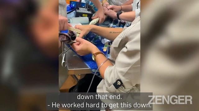 WONKY PYTHON: Vets Save Stricken Snake After It Swallowed Dog Harness смотреть онлайн