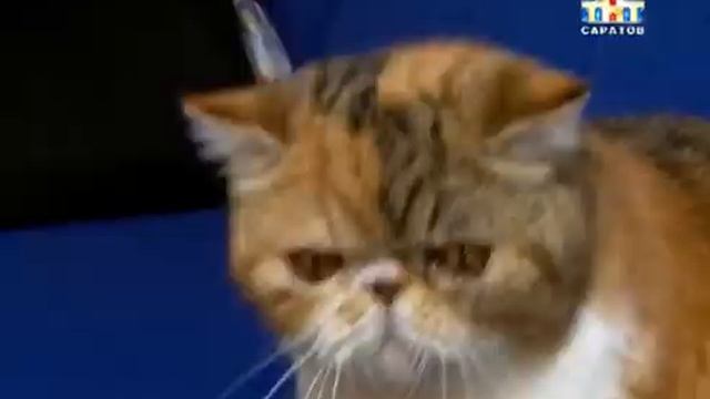 День кошек [ВИДЕО] смотреть онлайн