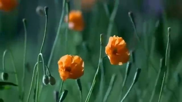 2Mantra Meditation Relax Music Yoga Kundalini Krishna Chakra Kama sutra Zen Trance AntiStress смотреть онлайн