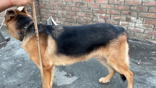 How To Measure A German Shepherd Height | What Is Max Height ? 😯 | 8.5 months old | max 😍 смотреть онлайн